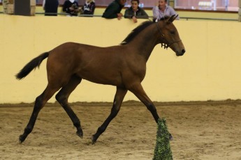 Silken Icon HSI Event Foal Champion 2016